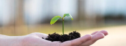 Was kostet eine Fuchs-Hypnose ? Hand als Symbol mit einer kleinen gedeihenden Pflanze, dass eine Fuchs-Hypnose jeden Cent des Honorars wert ist.